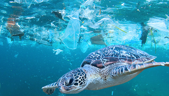 sea turtle swimming through plastic